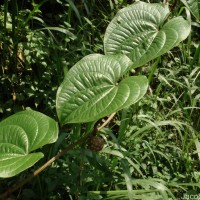 Dioscorea bulbifera L.